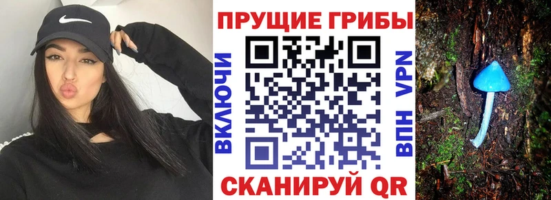 blacksprut tor Петушки Галлюциногенные грибы Psilocybe